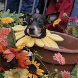 Halloween Hunde Parade Tompkins Square New York