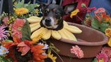 Halloween Hunde Parade Tompkins Square New York