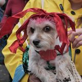 Halloween Hunde Parade Tompkins Square New York