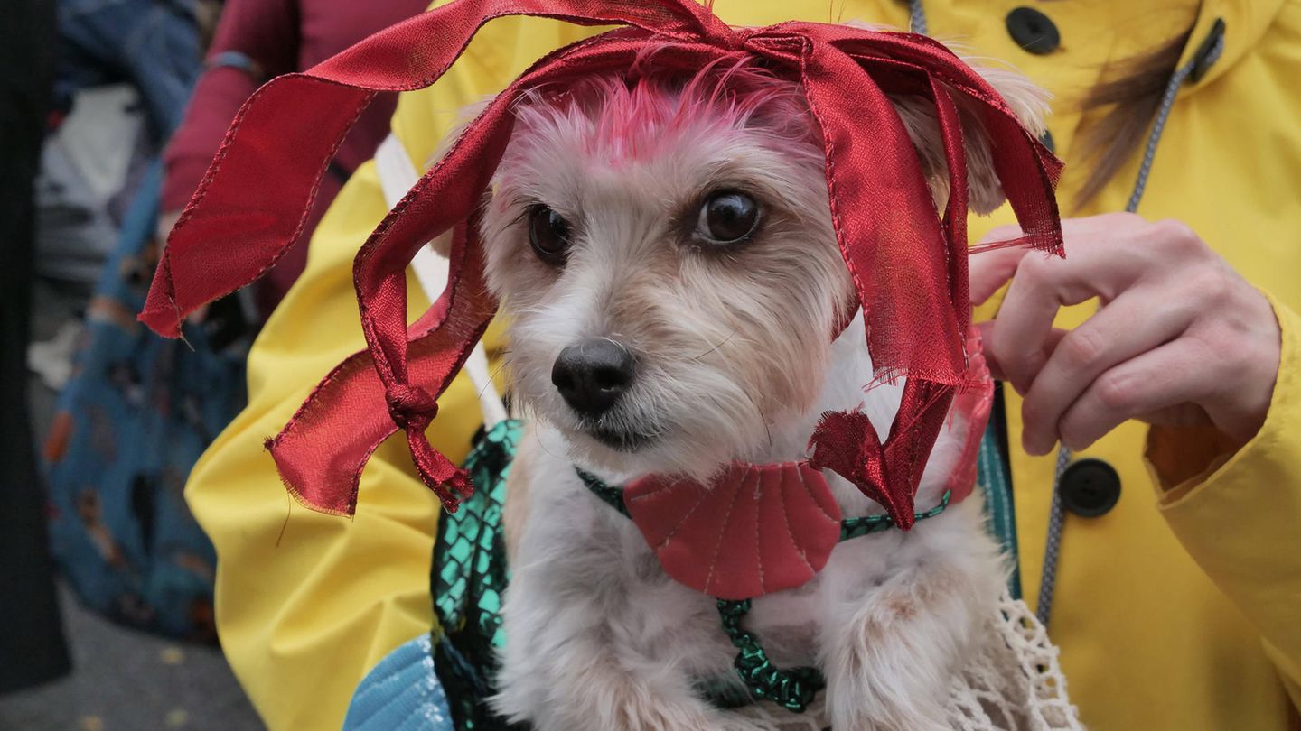 Halloween Hunde Parade Tompkins Square New York