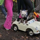 Halloween Hunde Parade Tompkins Square New York