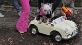 Halloween Hunde Parade Tompkins Square New York