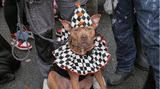 Halloween Hunde Parade Tompkins Square New York