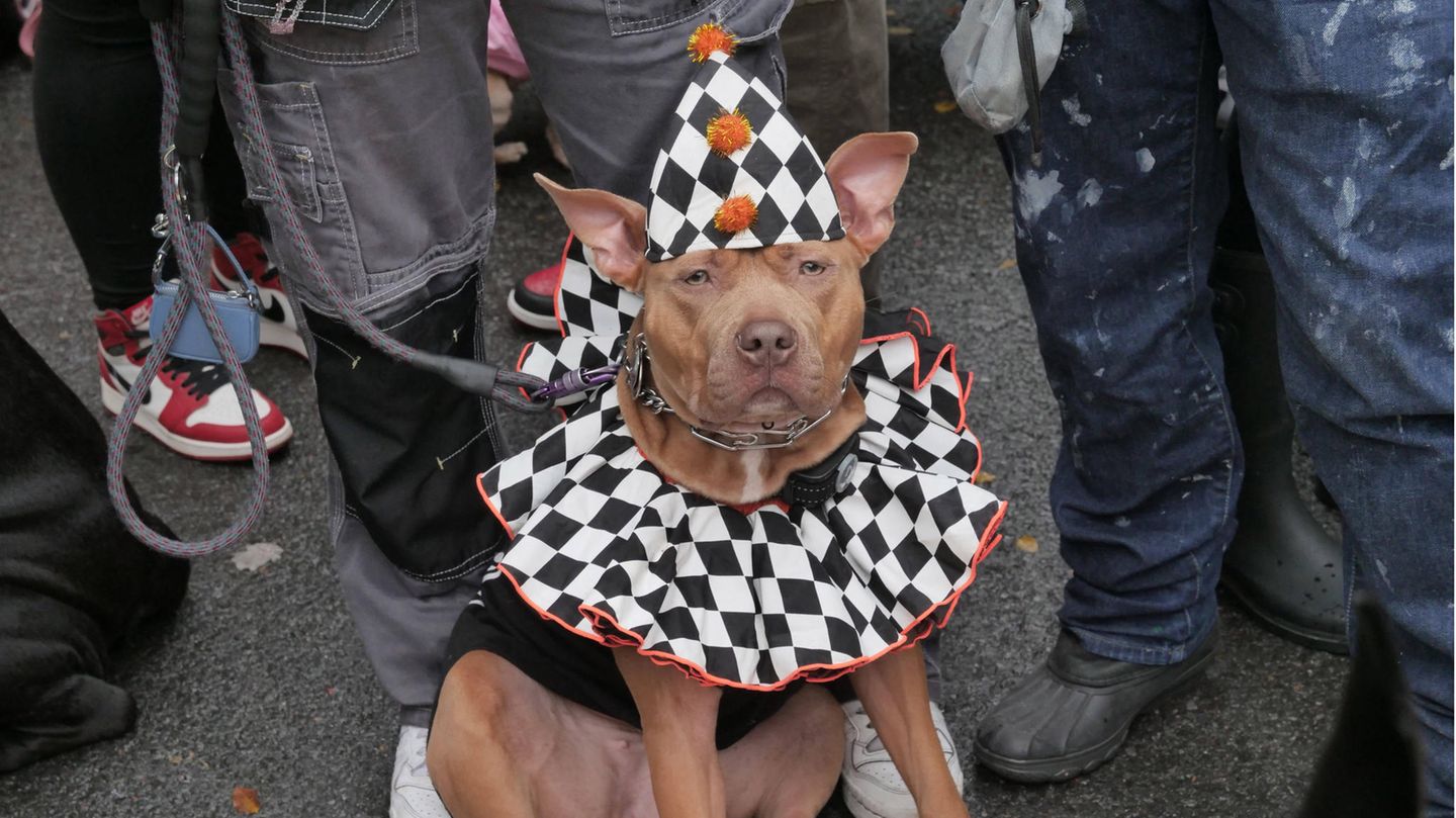 Halloween Hunde Parade Tompkins Square New York