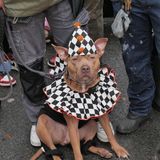 Halloween Hunde Parade Tompkins Square New York