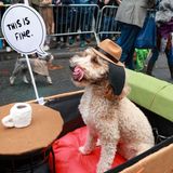 Halloween Hunde Parade Tompkins Square New York