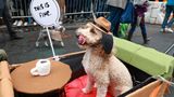 Halloween Hunde Parade Tompkins Square New York