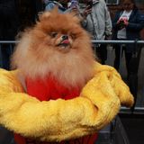 Halloween Hunde Parade Tompkins Square New York