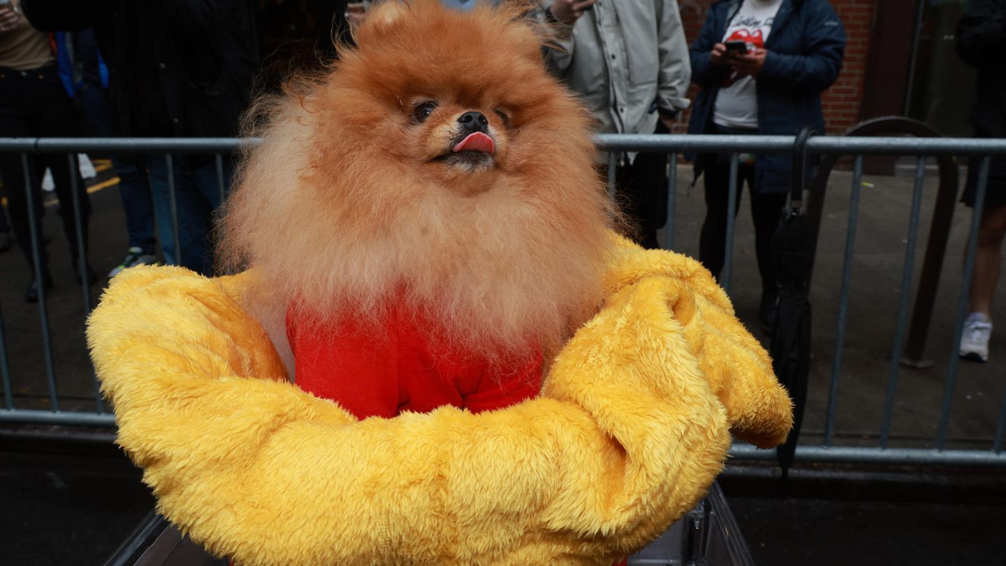 Halloween Hunde Parade Tompkins Square New York