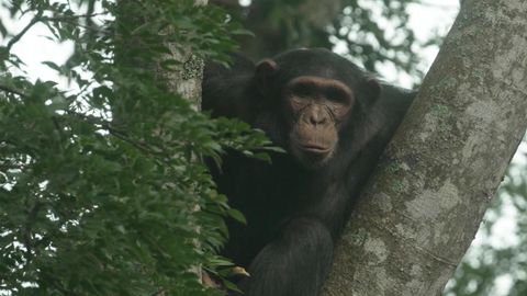 Schimpansin sieht nach zum ersten 28 Himmel den Jahren Mal