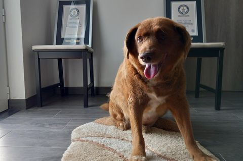 Ältester Hund der Welt gestorben