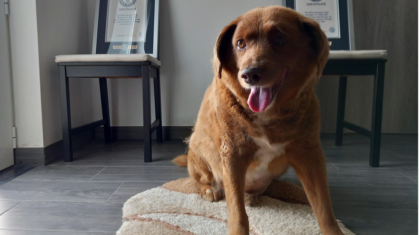 Ältester Hund der Welt gestorben