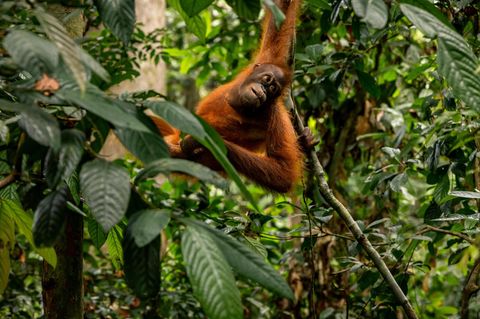 Palmöl: Ein Orang-Utan hängt in einem Baum