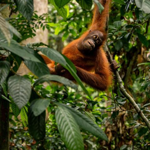 Palmöl: Ein Orang-Utan hängt in einem Baum
