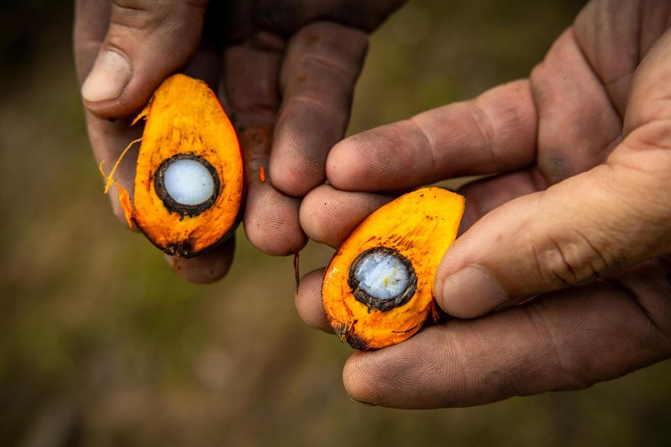 Eine geöffnete Palmfrucht mit orangenem Fruchtfleisch und weißem Kern