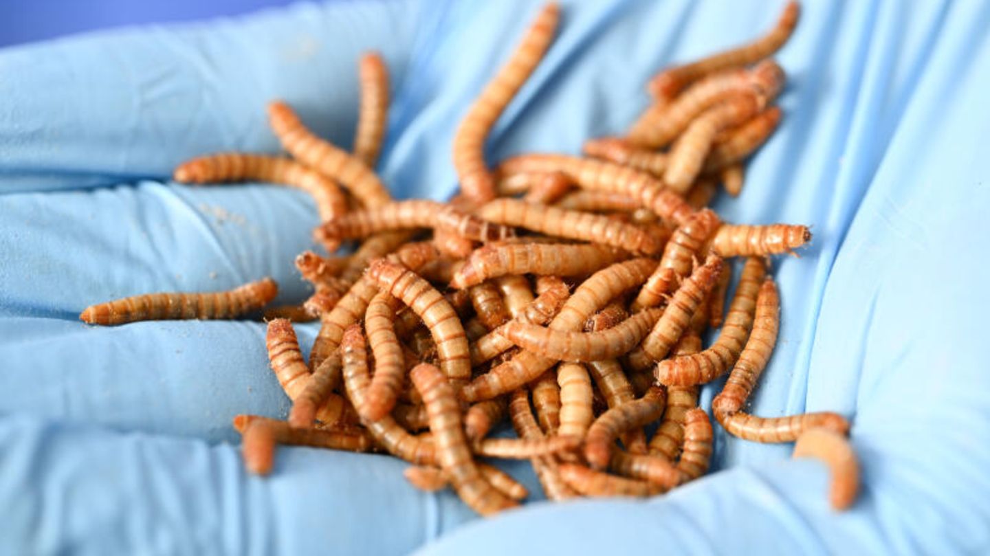 Insekten in einer Hand, sie sollen Soja im Viehfutter ersetzen