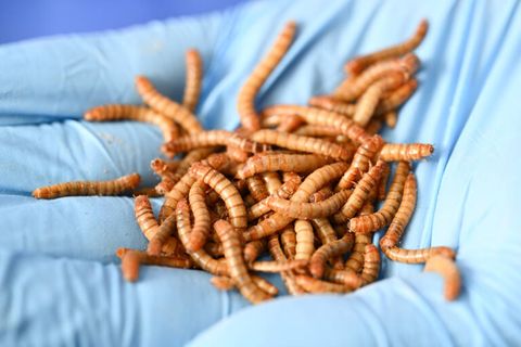 Insekten in einer Hand, sie sollen Soja im Viehfutter ersetzen