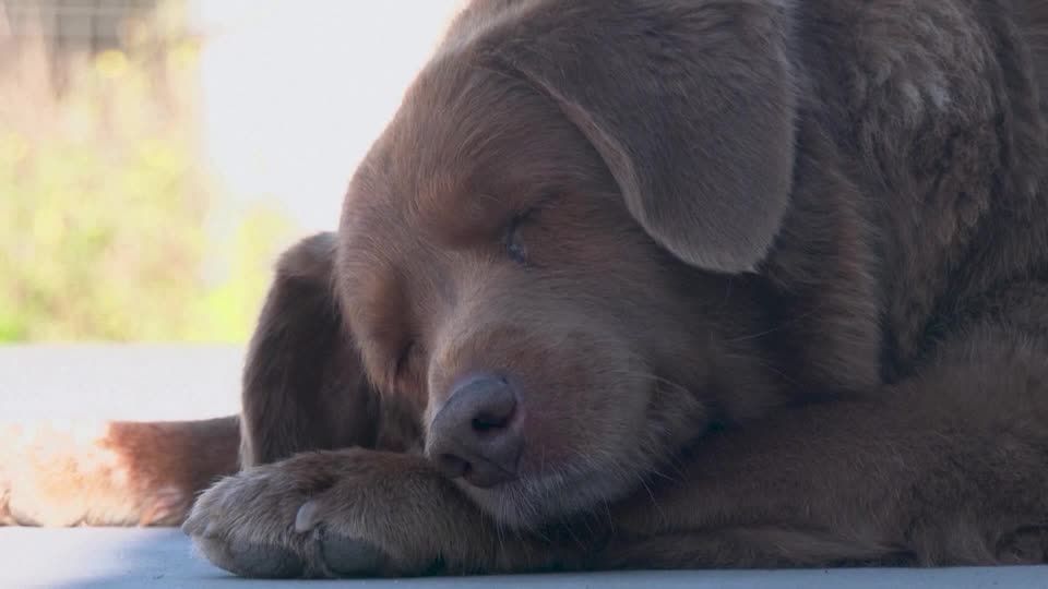 Video: Ältester Hund der Welt ist tot