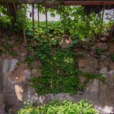 Die Mauern zerbrechen und die Natur holt sich durch jede Spalte das zurück, was der Mensch ihr mal genommen hatte.