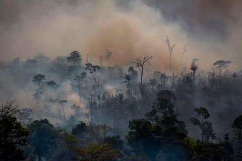 Rauch steigt aus einem Stück Regenwald auf
