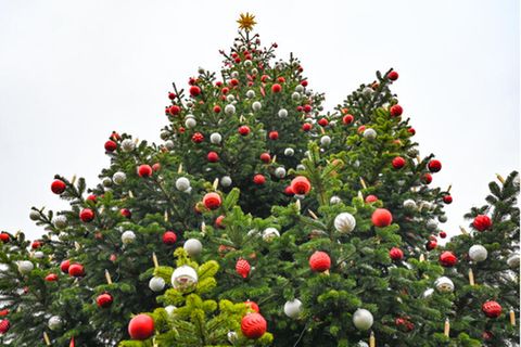 Fertig geschmückt für das Weihnachtsfest ist diese Nordmanntanne in einem privaten Garten bereits Mitte November