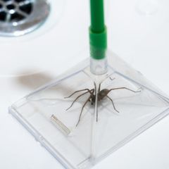 Humane Spinnenfalle in der Badewanne