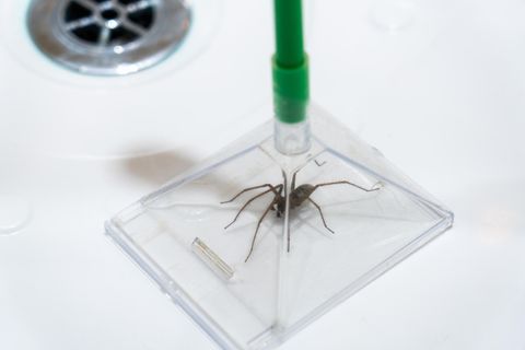 Humane Spinnenfalle in der Badewanne