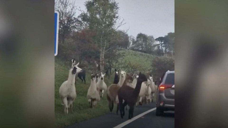 England: Kamelchaos auf Autobahn: Alpakas und Lamas legen Verkehr lahm