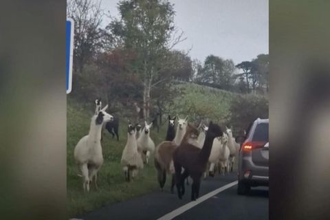 England: Kamelchaos auf Autobahn: Alpakas und Lamas legen Verkehr lahm