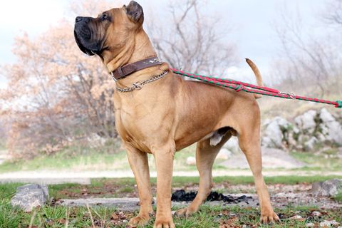 Hund aus Tierheim Leipzig geklaut