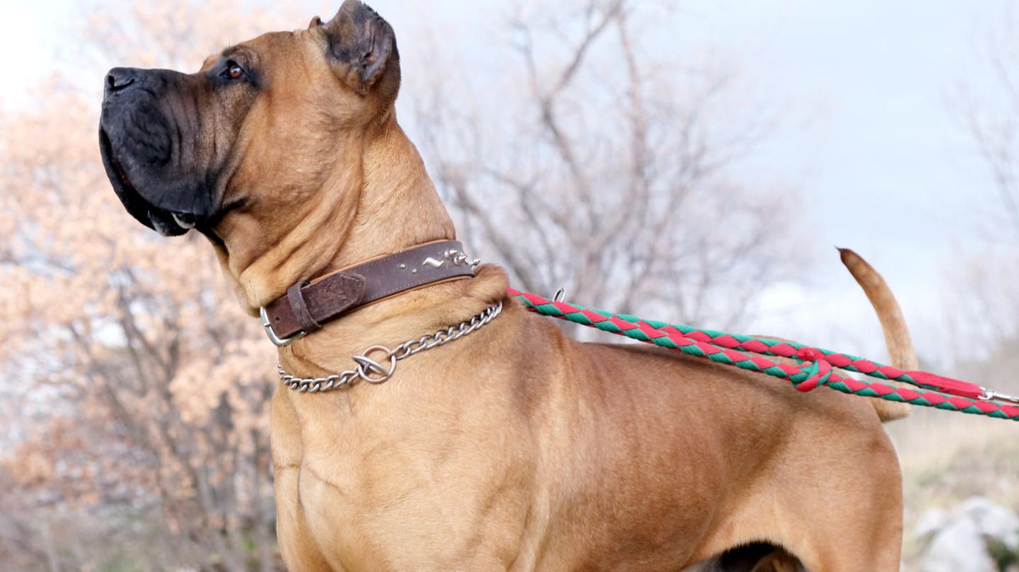 Hund aus Tierheim Leipzig geklaut