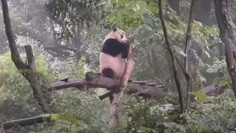 Symbol der Freundschaft: Ein neuer Panda für Thailand? Bitte an China löst Kontroverse aus