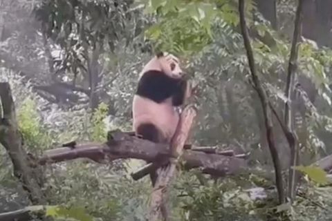 lustige Tiere: Panda-Party in chinesischem Zoo: Bär legt Tanzeinlage hin