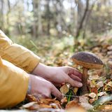 Pilze im Wald sammeln