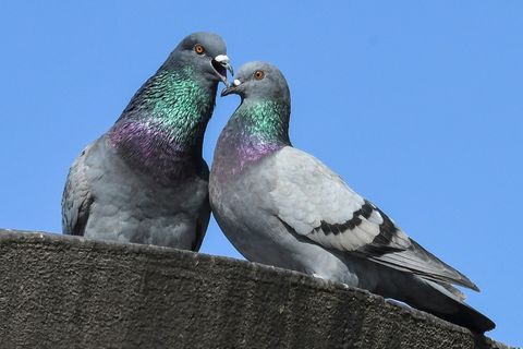 Zwei Tauben schmusen auf einem Ast