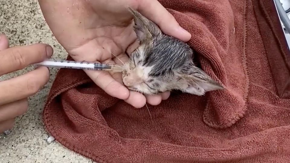 Fake Videos: Fiese Masche: So inszenieren Schein-Tierschützer die Rettung von Tieren in den sozialen Netzwerken