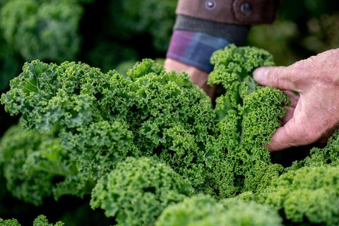 Saisongemüse: Salat, Suppen und Smoothies: Wie gesund ist das Superfood Grünkohl wirklich?