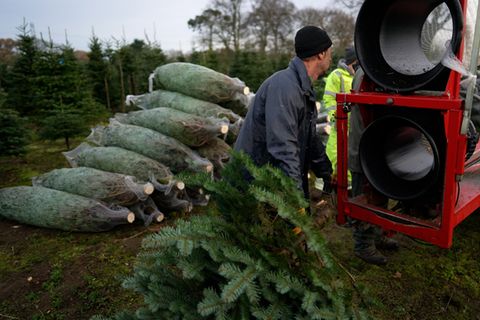 So teuer werden Weihnachtsbäume im Jahr 2023.