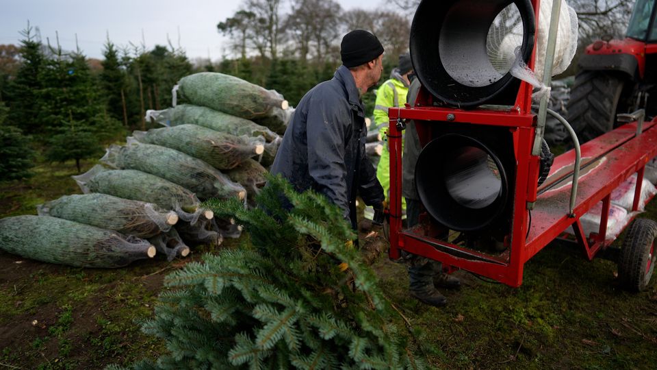 So teuer werden Weihnachtsbäume im Jahr 2023. So teuer werden Weihnachtsbäume im Jahr 2023.