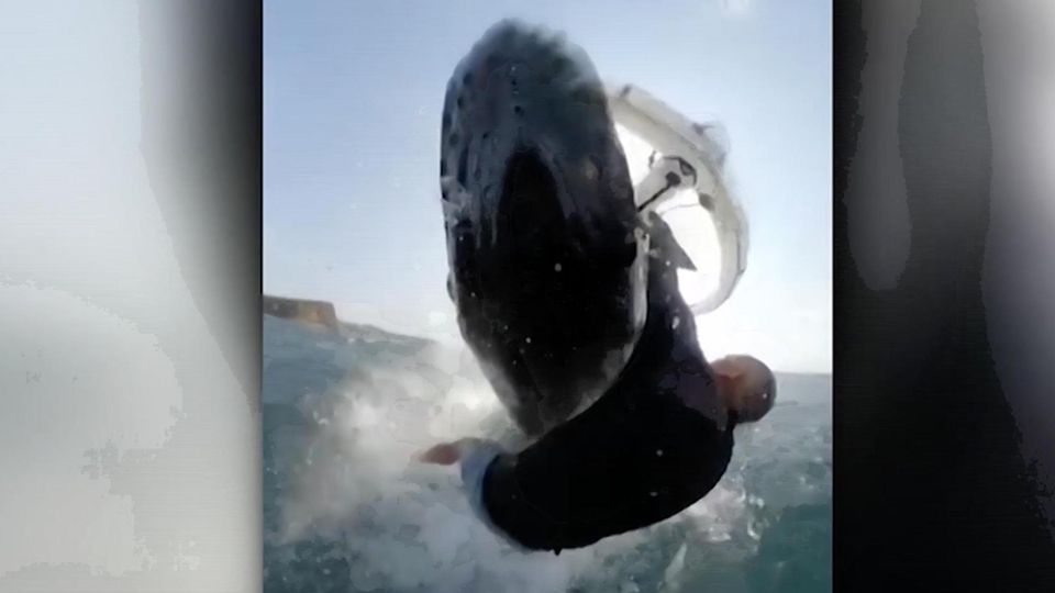 Unglaubliche Aufnahmen: Schockmoment auf dem Wasser: Australischer Windsurfer wird von Wal umgeworfen