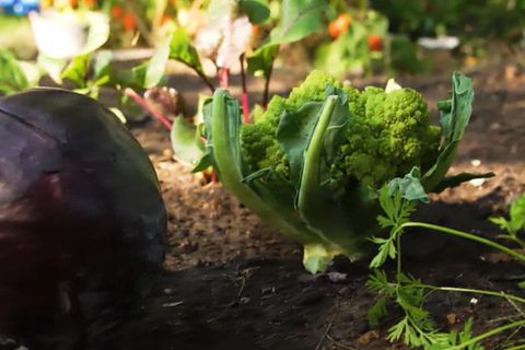 Superfood Kohl: So vielseitig sind Rotkohl, Wirsing & Co.