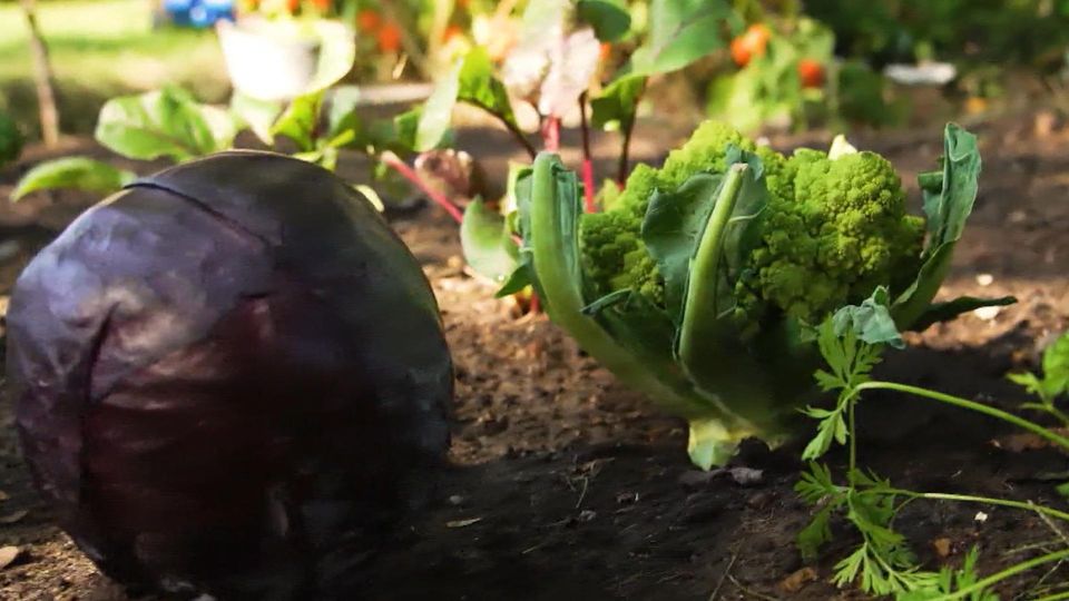 Superfood Kohl: So vielseitig sind Rotkohl, Wirsing & Co.