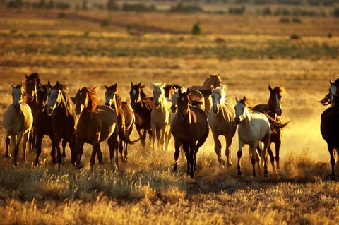 Ungeliebte Vierbeiner: In New South Wales sollen 16.000 Wildpferde, sogenannte Brumbys, abgeschossen werden. Die Regierung sieht das Ökosystem durch die Tiere gefährdet