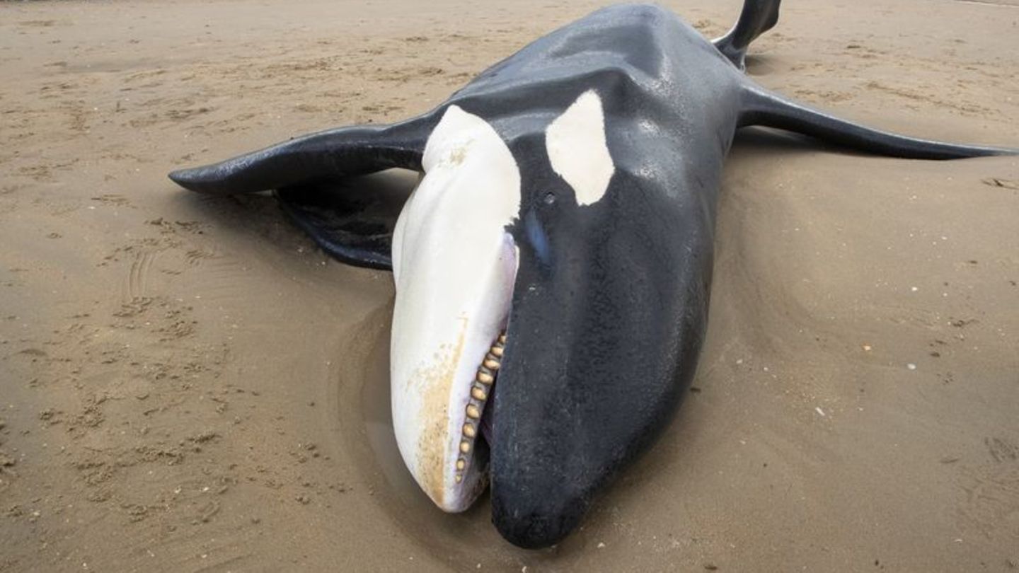 De Panne Orca an belgischer Nordseeküste gestrandet und gestorben