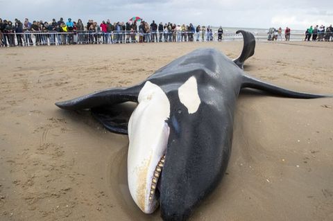 Ein gestrandeter Orca in Belgien