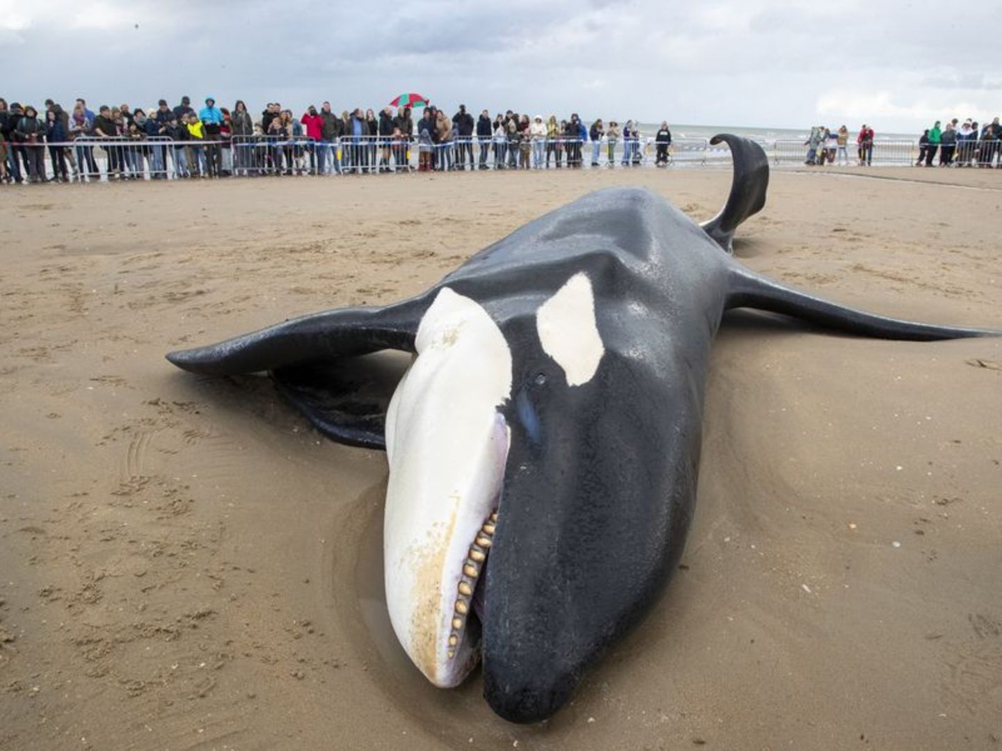 Ein gestrandeter Orca in Belgien