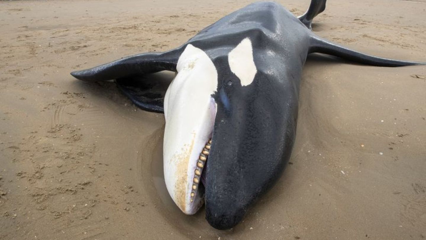 Tiere: Orca an belgischer Nordseeküste gestrandet und gestorben
