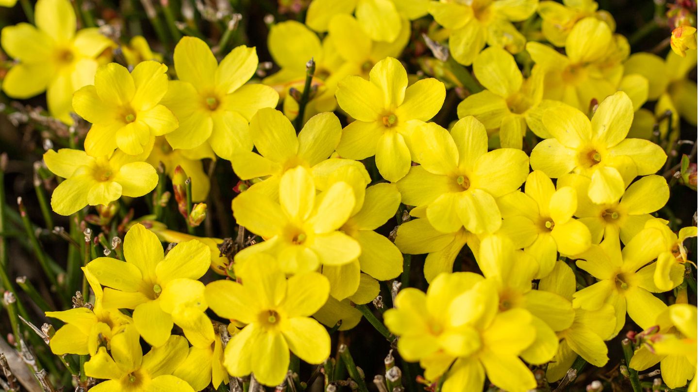 Winterharte Blüten: Pflegeleicht und dekorativ: Kennen Sie schon diese bunten Winterblüher?