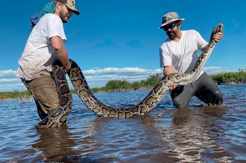 Biologen in Florida mit einem mehr als vier Meter langen Python