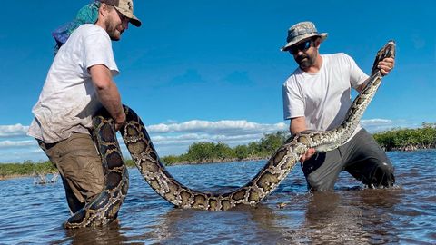 Biologen in Florida mit einem mehr als vier Meter langen Python